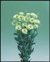 Seminte profesionale EUSTOMA - Lisianthus - imagine 48848